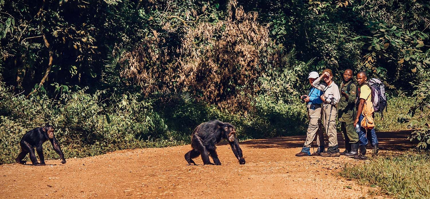 8天 乌干达之旅 – 遇见黑猩猩和大猩猩