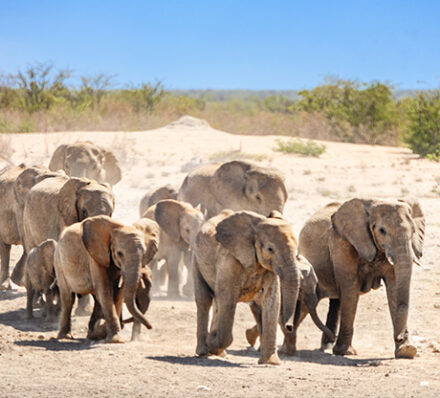 骷髅海岸 SKELETON COAST / 埃托沙 ETOSHA