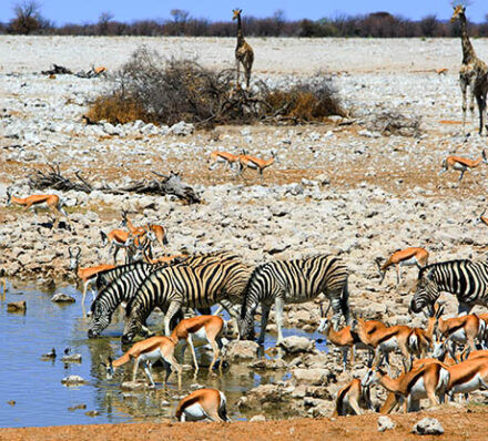 埃托沙 ETOSHA