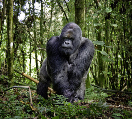 抵达基加利 ARRIVAL IN KIGALI 抵达基加利 ARRIVAL IN KIGALI
