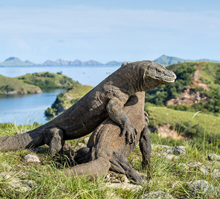 纳闽巴霍 LABUAN BAJO / 帕达尔岛  PADAR ISLAND / 林卡岛 RINCA ISLAND /纳闽 巴霍LABUAN BAJO 纳闽巴霍 LABUAN BAJO / 帕达尔岛  PADAR ISLAND / 林卡岛 RINCA ISLAND /纳闽 巴霍LABUAN BAJO