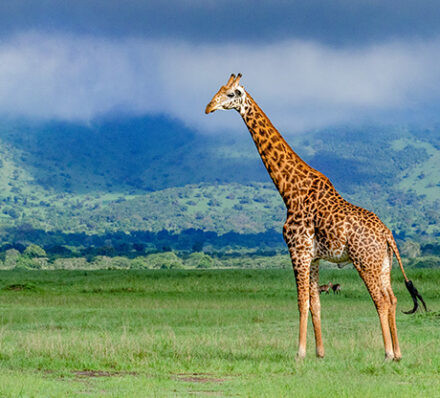 阿卡盖拉国家公园 AKAGERA NP 阿卡盖拉国家公园 AKAGERA NP