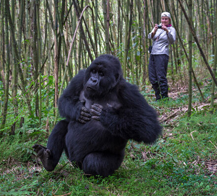 卢旺达火山国家公园 VOLCANOES NP 卢旺达火山国家公园 VOLCANOES NP
