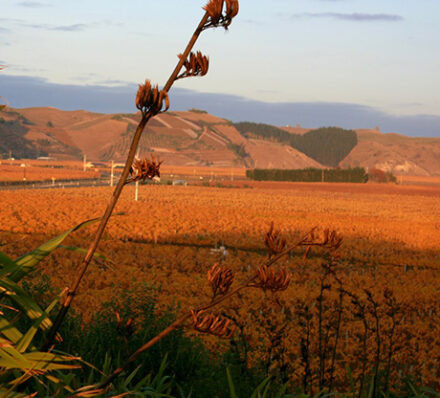 纳皮尔 NAPIER 纳皮尔 NAPIER