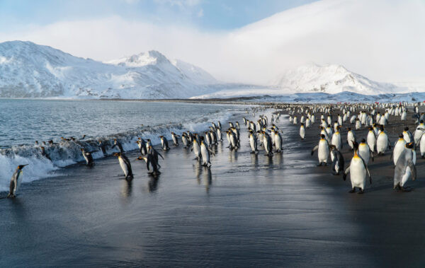 Premium Plus Certificate: Silversea Premium Plus Certificate: Silversea