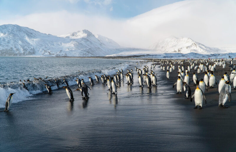 Premium Plus Certificate: Silversea Premium Plus Certificate: Silversea