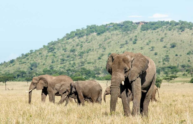 Safari with Confidence: Singita Safari with Confidence: Singita