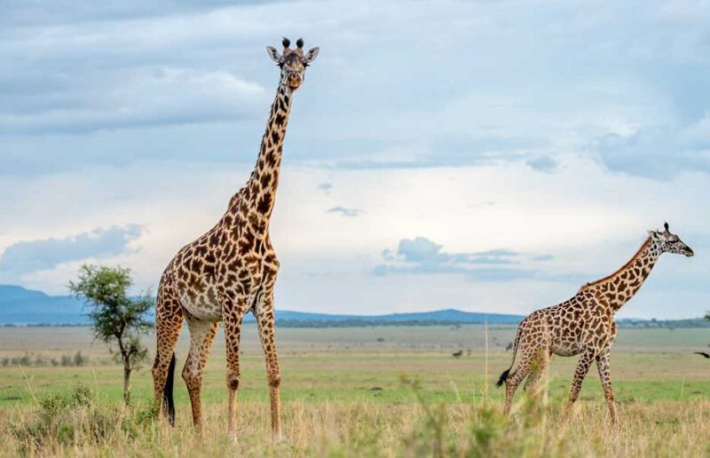 Safari with Confidence: Asilia Safari with Confidence: Asilia