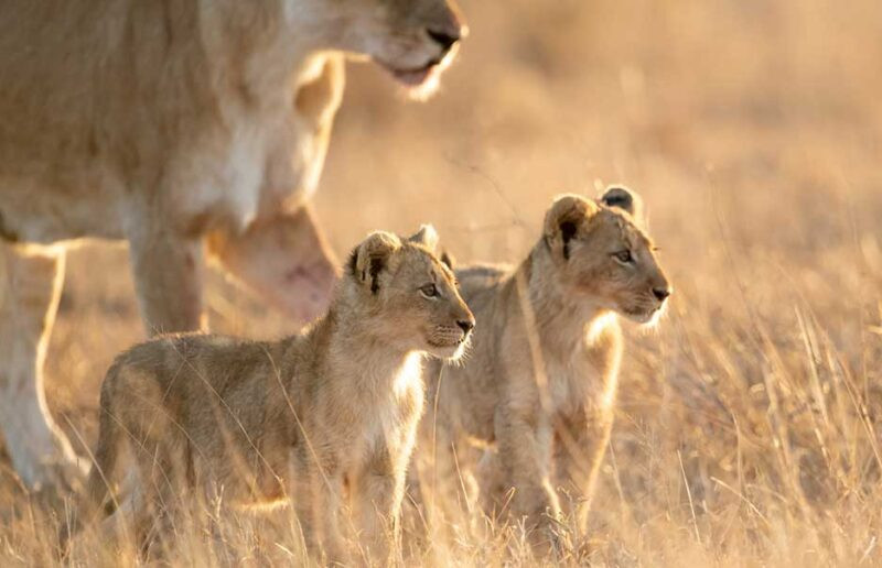 Safari with Confidence: &Beyond Safari with Confidence: &Beyond