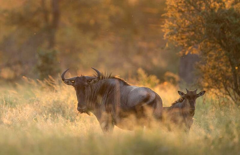 Safari with Confidence: Wilderness Safaris Safari with Confidence: Wilderness Safaris