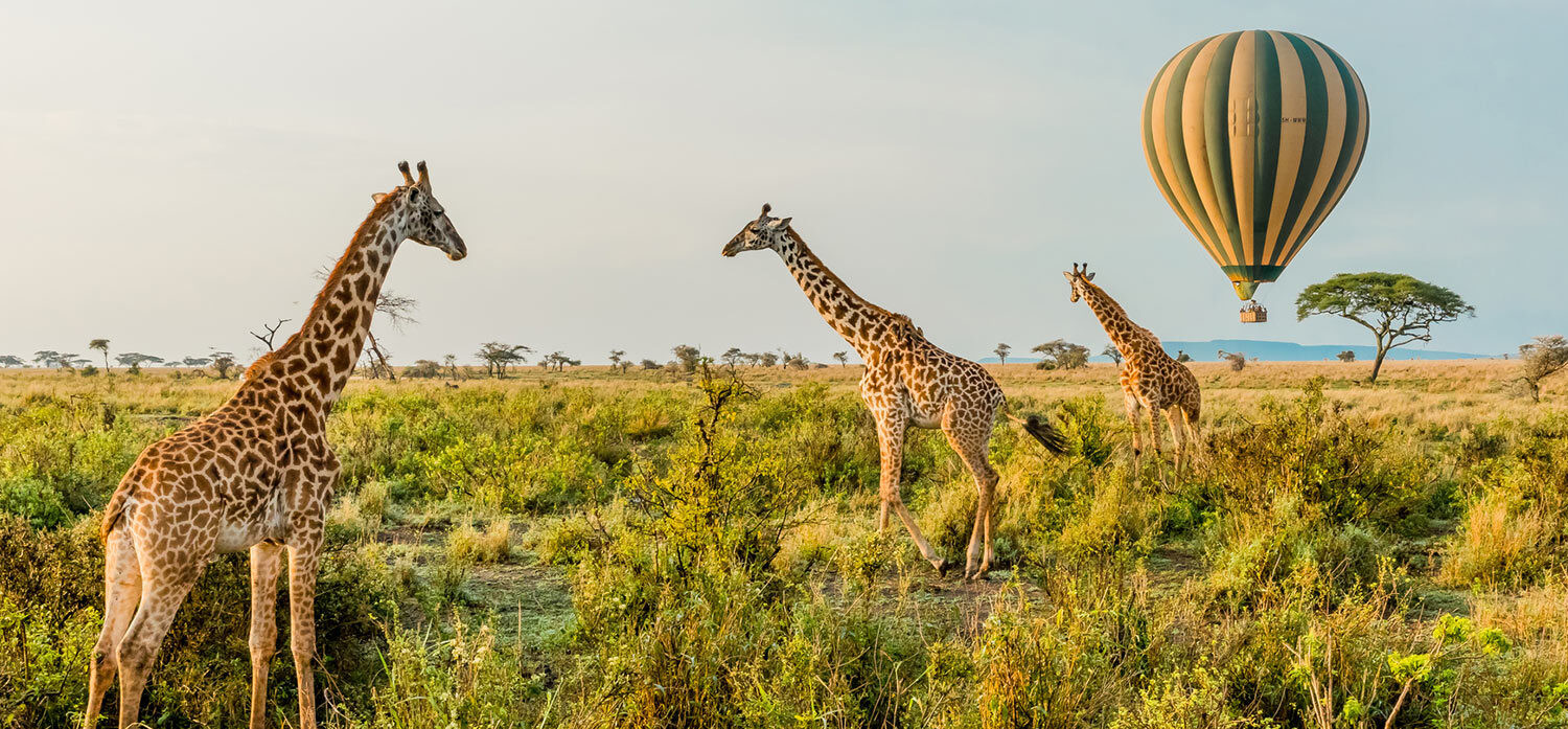 野生动物与游猎的奢华假期 野生动物与游猎的奢华假期