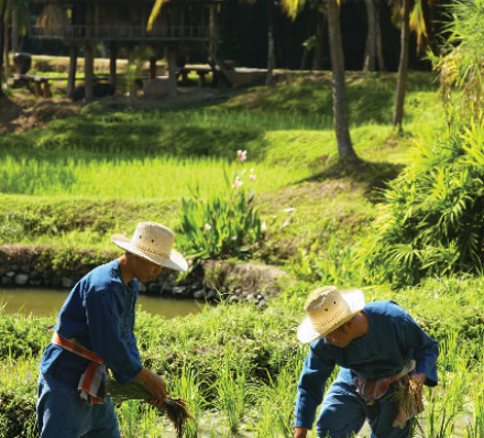 清迈 CHIANG MAI 清迈 CHIANG MAI