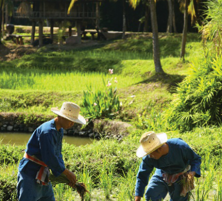 清迈 CHIANG MAI