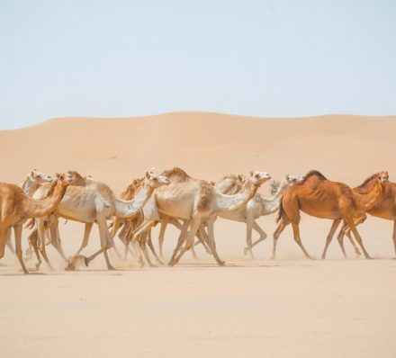 迪拜 DUBAI / 沙迦 SHARJAH / 瓦迪沙漠 AL WADI DESERT