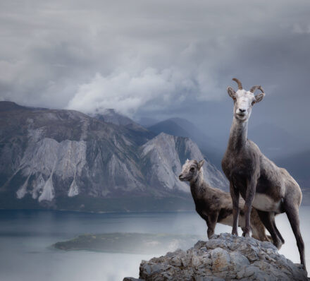 怀特豪斯 WHITEHORSE 怀特豪斯 WHITEHORSE