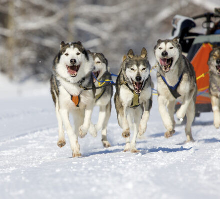 怀特豪斯 WHITEHORSE  怀特豪斯 WHITEHORSE