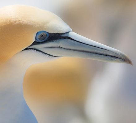 纳皮尔NAPIER 纳皮尔NAPIER