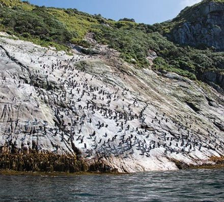 斯奈尔斯群岛THE SNARES 斯奈尔斯群岛THE SNARES