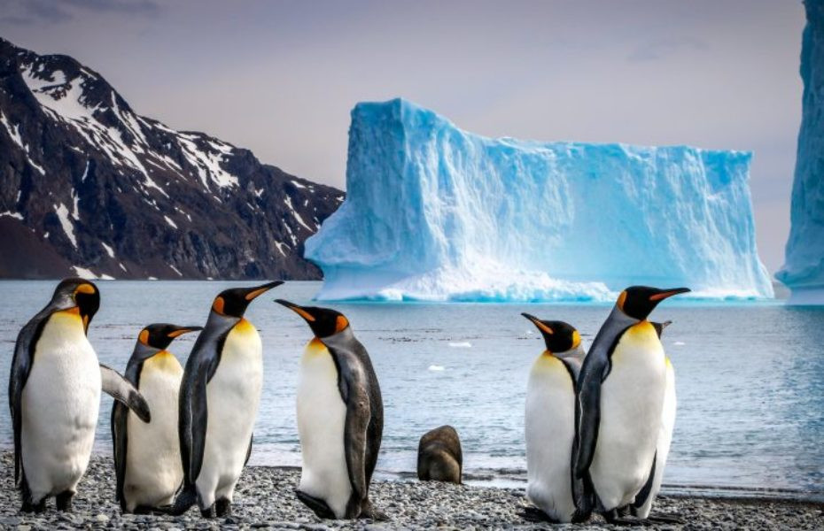 南极 | 重返南大洋 – A21老客户特惠