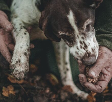 朗格 LANGHE 朗格 LANGHE