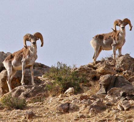乌兰巴托ULAANBAATAR / 伊赫纳尔特自然保护区 IKH NART NATURE RESERVE 乌兰巴托ULAANBAATAR / 伊赫纳尔特自然保护区 IKH NART NATURE RESERVE
