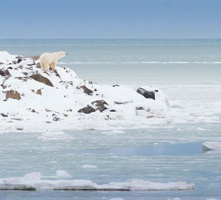 温尼伯 ARRIVAL IN WINNIPEG / 丘吉尔 CHURCHILL 温尼伯 ARRIVAL IN WINNIPEG / 丘吉尔 CHURCHILL