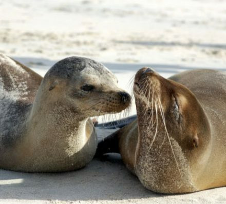 抵达圣克里斯托瓦尔 ARRIVAL IN SAN CRISTOBAL 抵达圣克里斯托瓦尔 ARRIVAL IN SAN CRISTOBAL