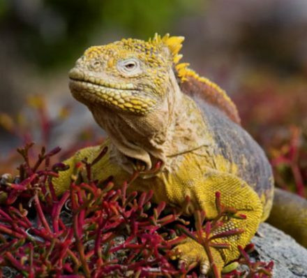 赫诺韦萨岛 GENOVESA 赫诺韦萨岛 GENOVESA