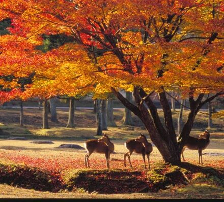 京都KYOTO / 奈良NARA 京都KYOTO / 奈良NARA