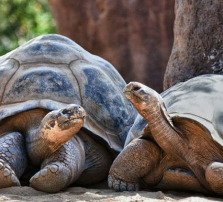圣克鲁斯岛 SANT CRUZ ISLAND 圣克鲁斯岛 SANT CRUZ ISLAND
