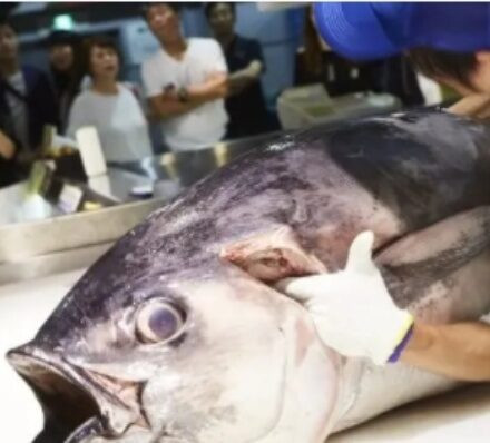 奈良NARA / 白滨 SHIRAHAMA 奈良NARA / 白滨 SHIRAHAMA