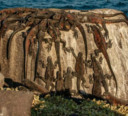 埃斯帕尼奥拉岛 ESPANOLA ISLAND 埃斯帕尼奥拉岛 ESPANOLA ISLAND