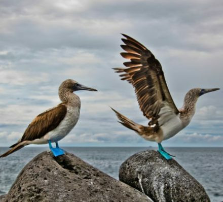 离开圣克里斯托瓦尔 DEPARTURE FROM SAN CRISTOBAL 离开圣克里斯托瓦尔 DEPARTURE FROM SAN CRISTOBAL