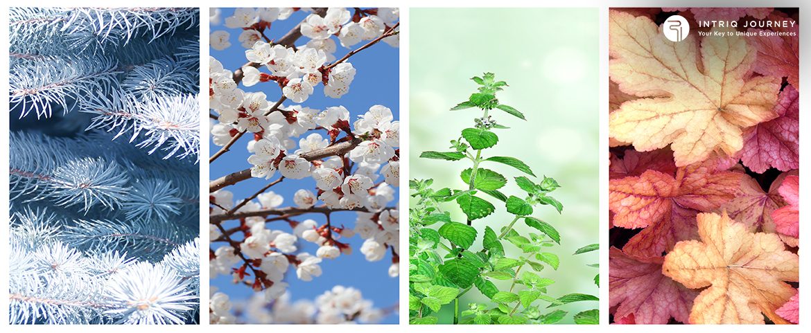 Discover Japan’s Timeless Allure Year-Round Japan's Scenery During Different Seasons