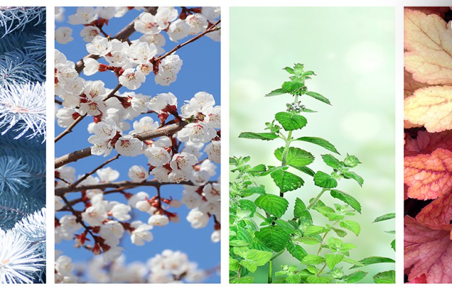 Discover Japan’s Timeless Allure Year-Round
