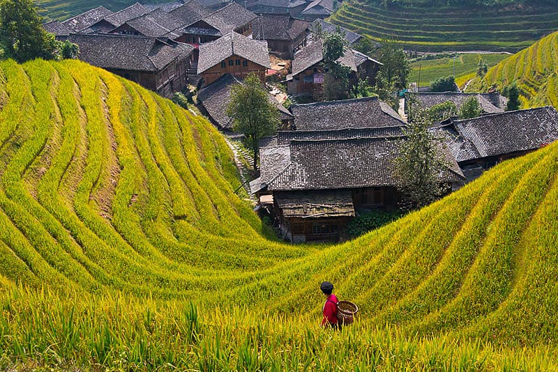 龙胜梯田